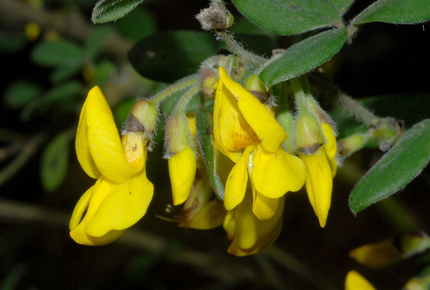 Cytisus villosus / Citiso trifloro